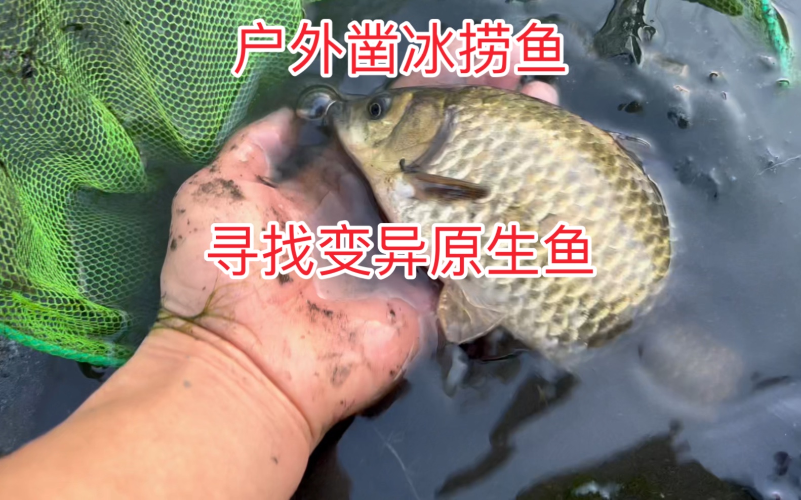户外凿冰捞鱼 寻找变异原生鱼-a啊桥原生a-a啊桥原生a-哔哩哔哩视频