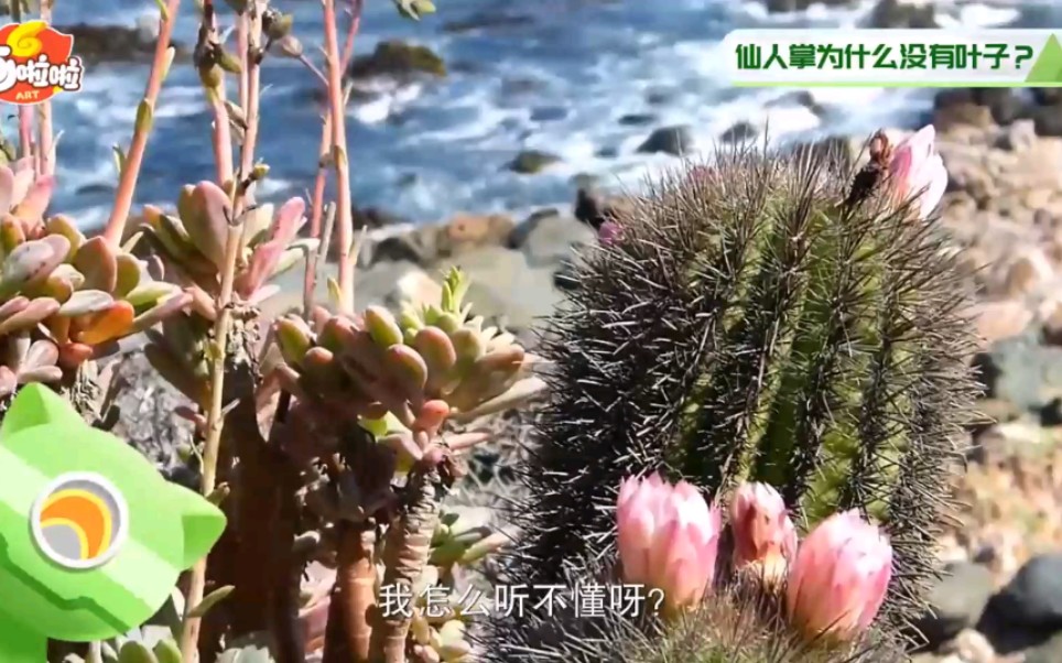 [图]儿童百科。千奇百怪的植物-奇趣生物大百科