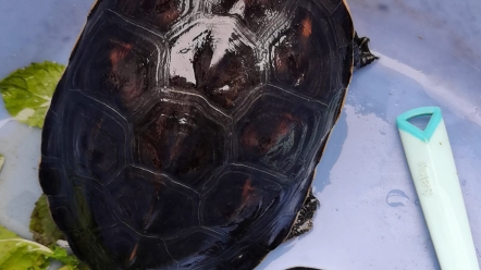 地摊三杰之一的中华花龟