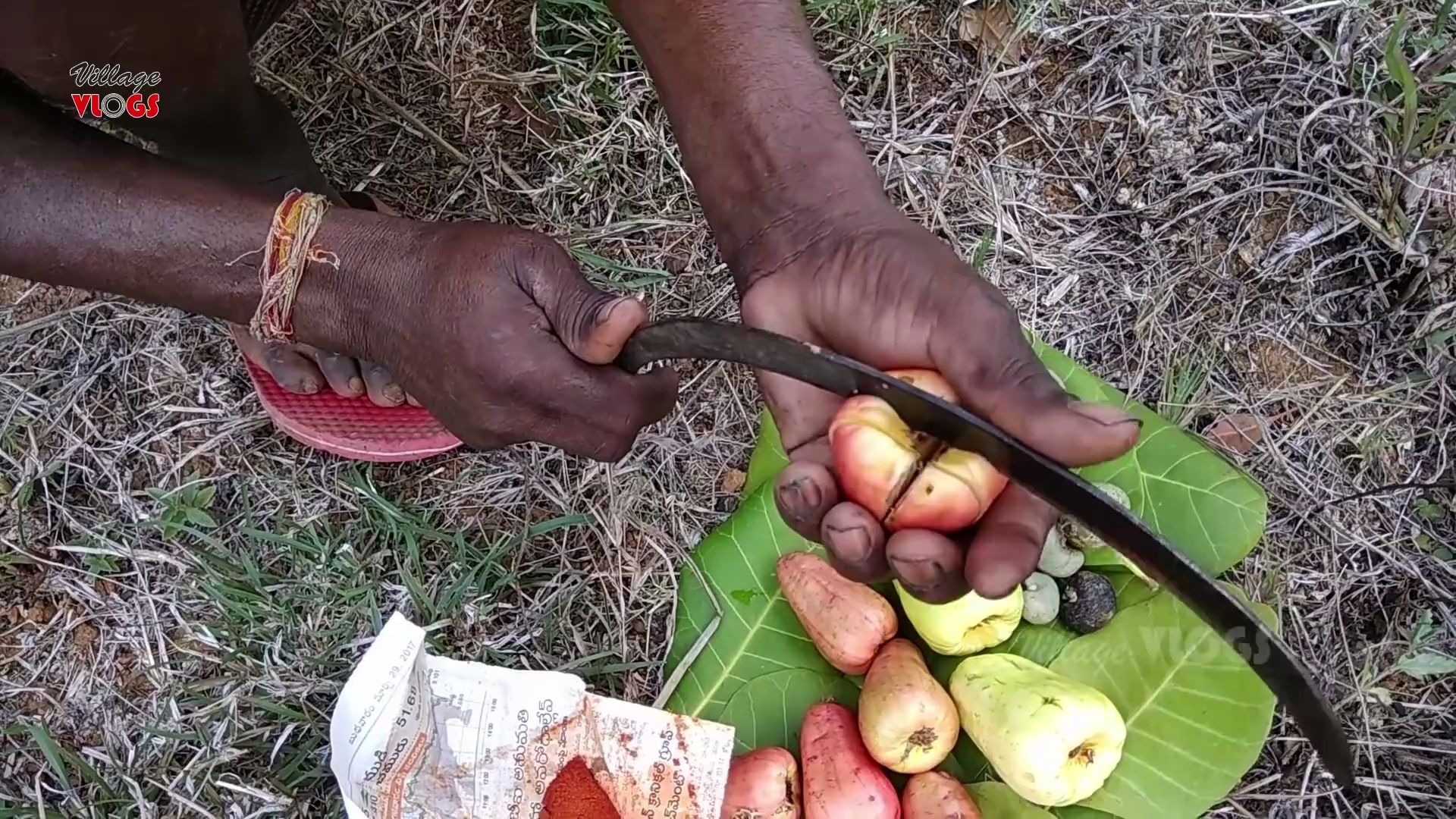 印度阿三采摘腰果趁新鲜烧烤腰果