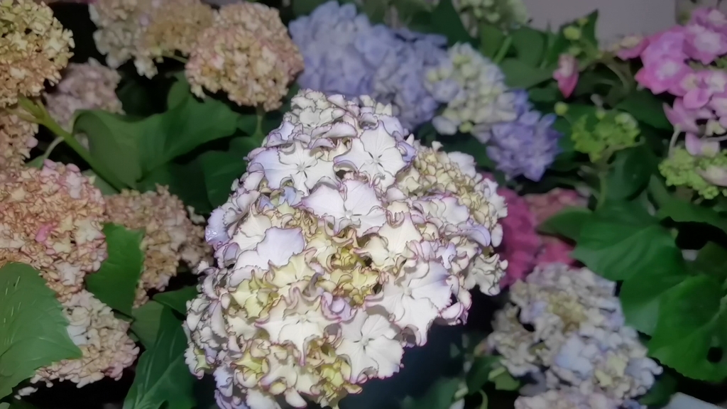 绣球花.莱昂,真是仙女花呀,太美啦