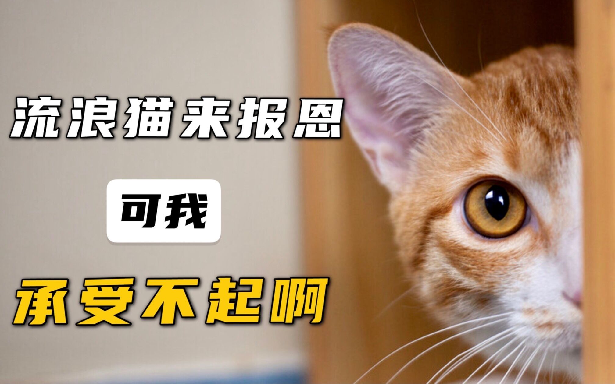 [图]我喂的流浪猫来报恩了，可我，承受不起啊