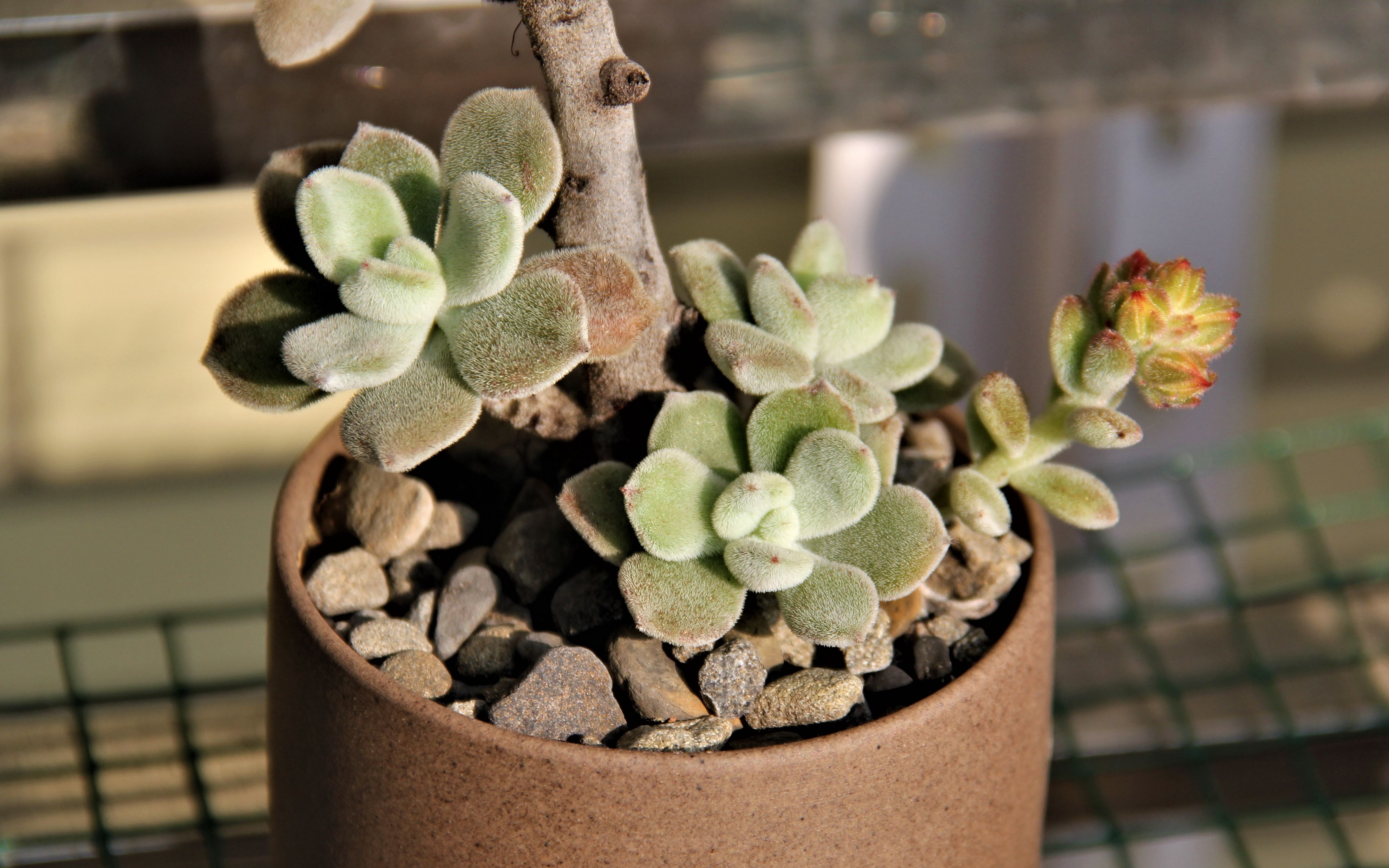 大猫多肉:锦司晃