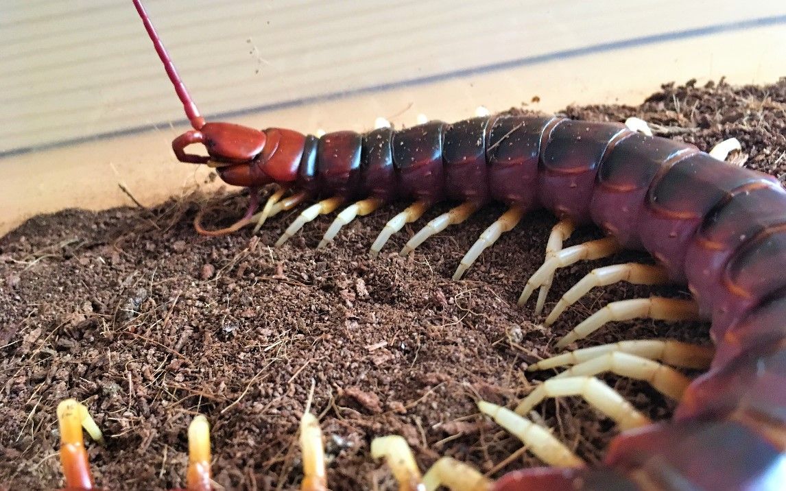 宠物蜈蚣看世界第一大蜈蚣如何被up主调戏