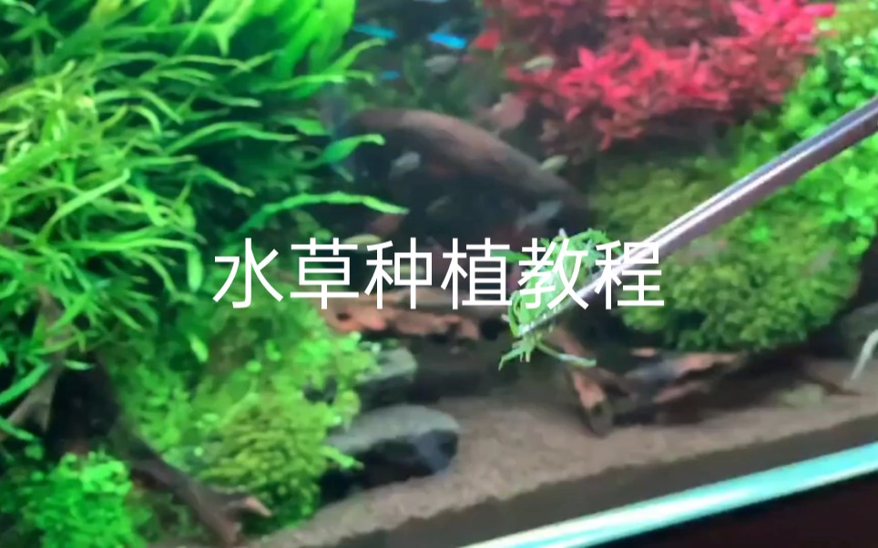 【水草缸】水草种植教程哔哩哔哩bilibili