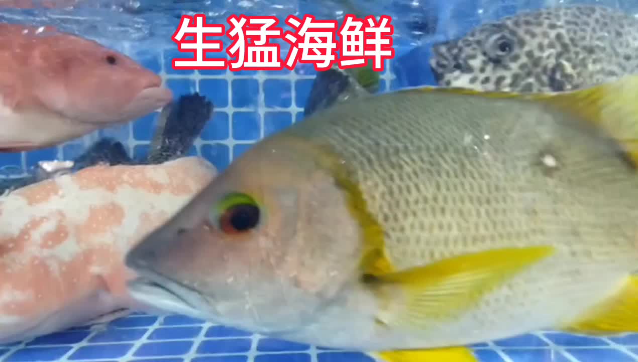 生猛海鲜东星斑太阳鱼