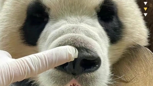 【国宝熊猫】福宝丑照曝光,福宝:爷爷,我不要面子的吗?