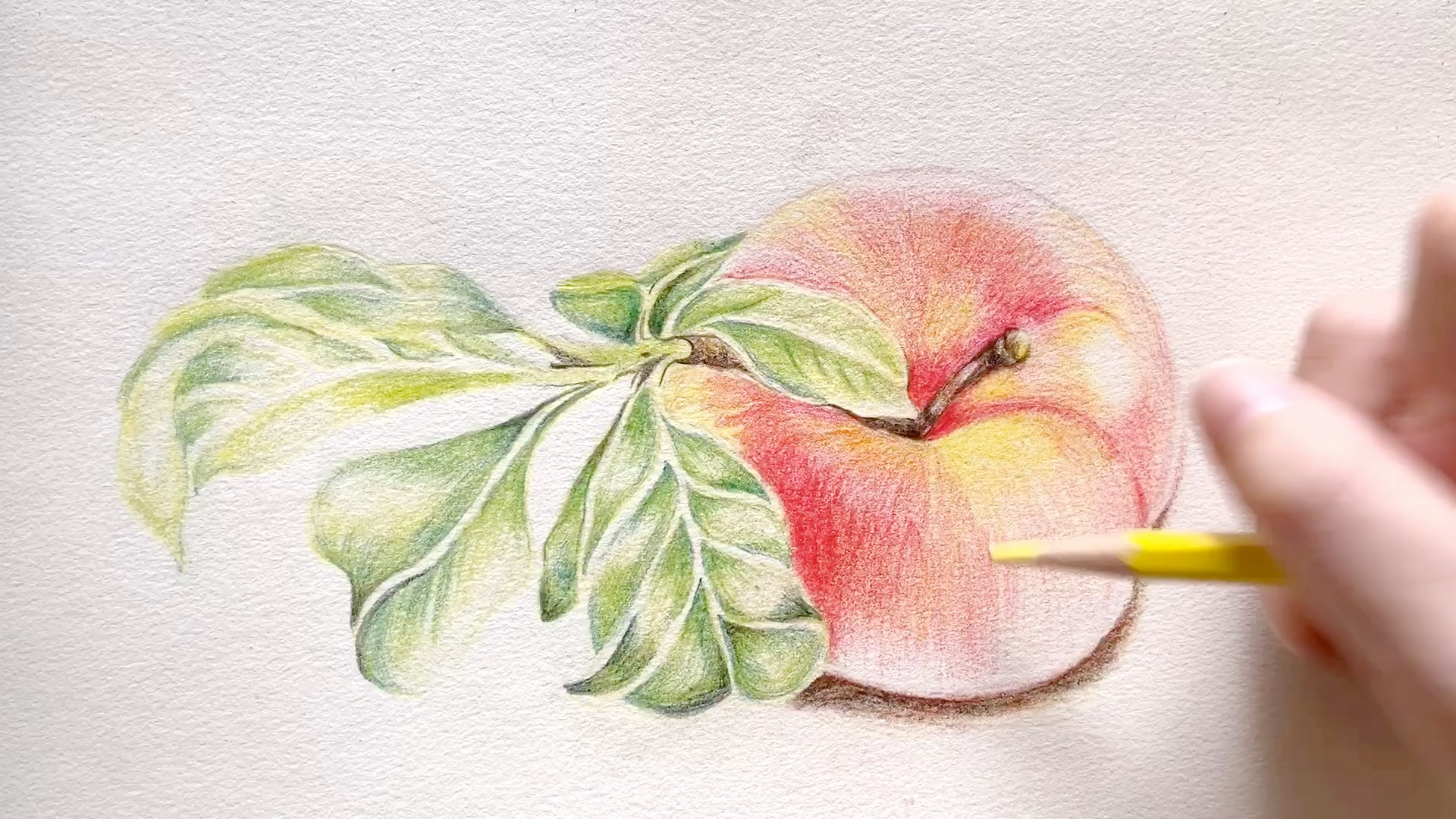 手绘彩铅画—蟠桃