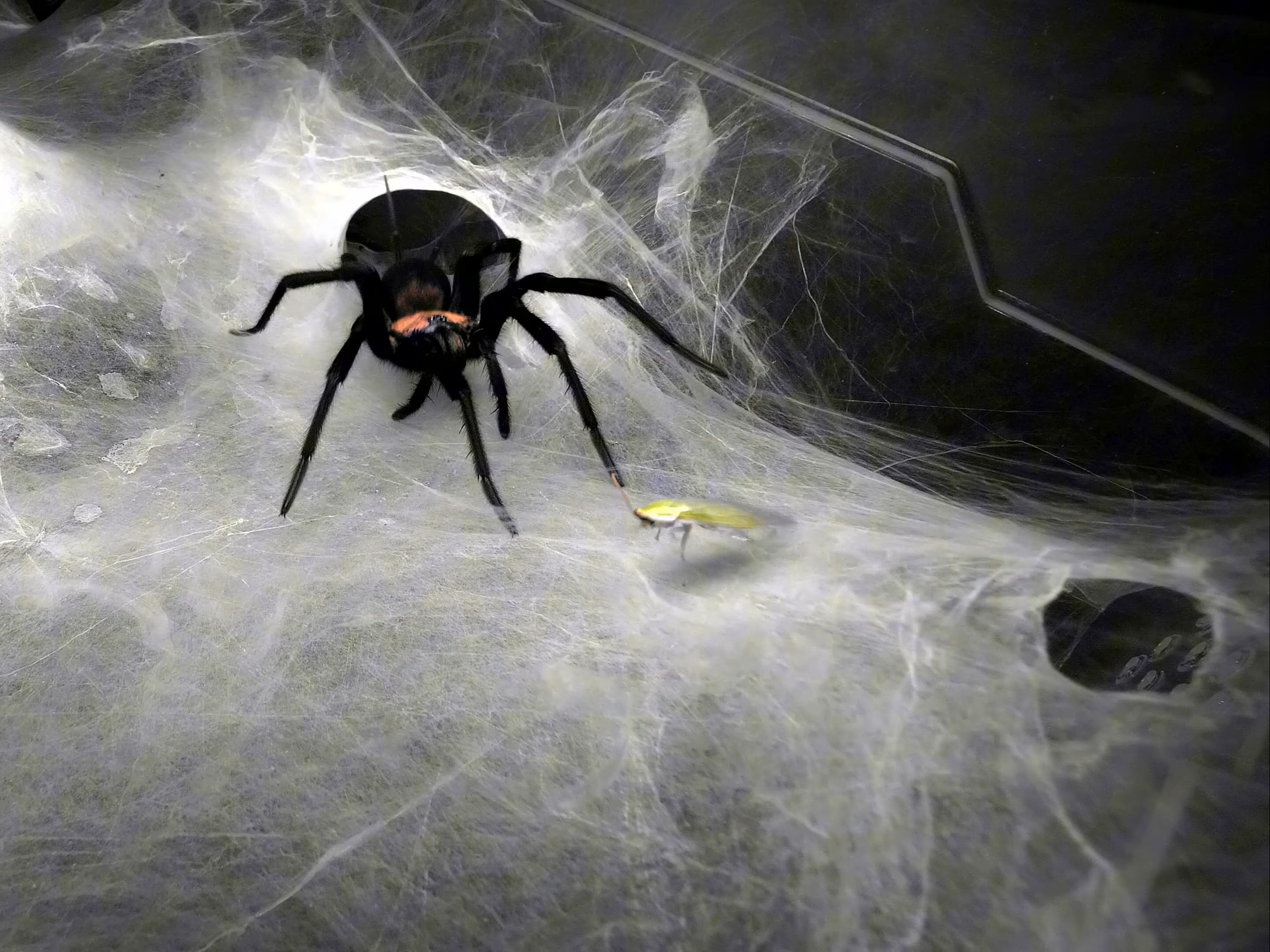 【慎点】近距离观察蜘蛛捕食的画面