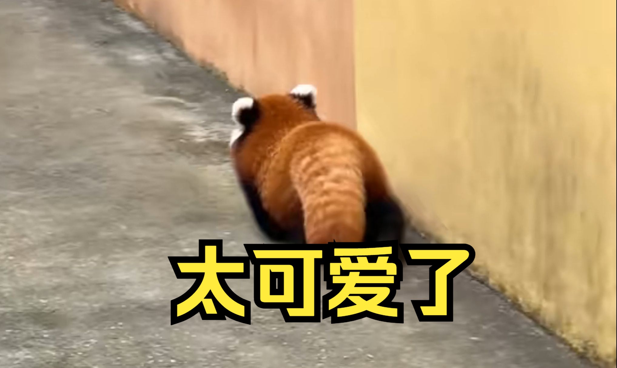 胖胖小熊猫哔哩哔哩bilibili