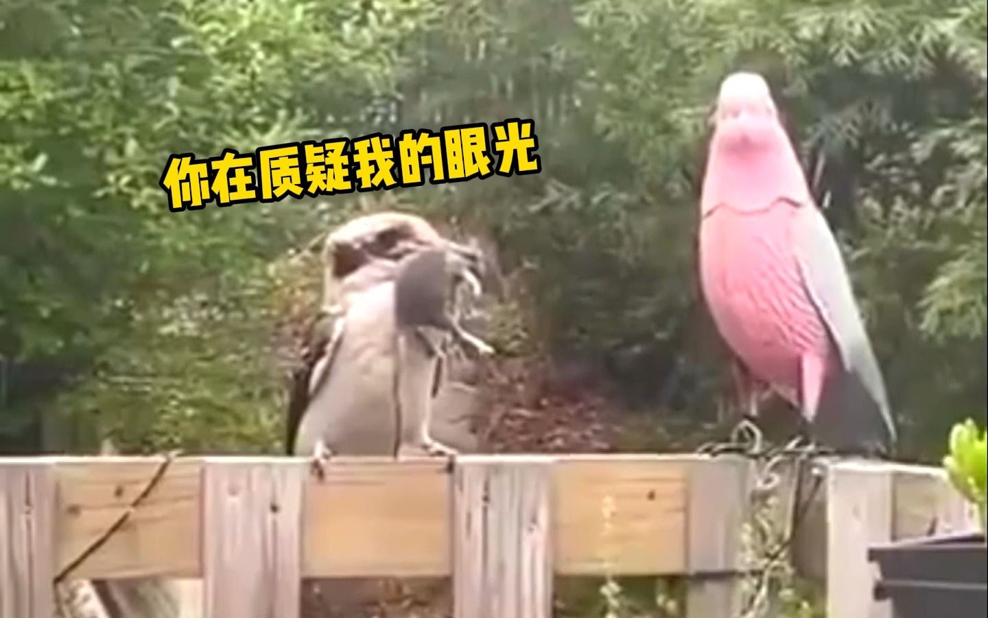 耗子:你这傻鸟表现欲也太强了吧!-猫后生-猫后生-哔哩哔哩视频
