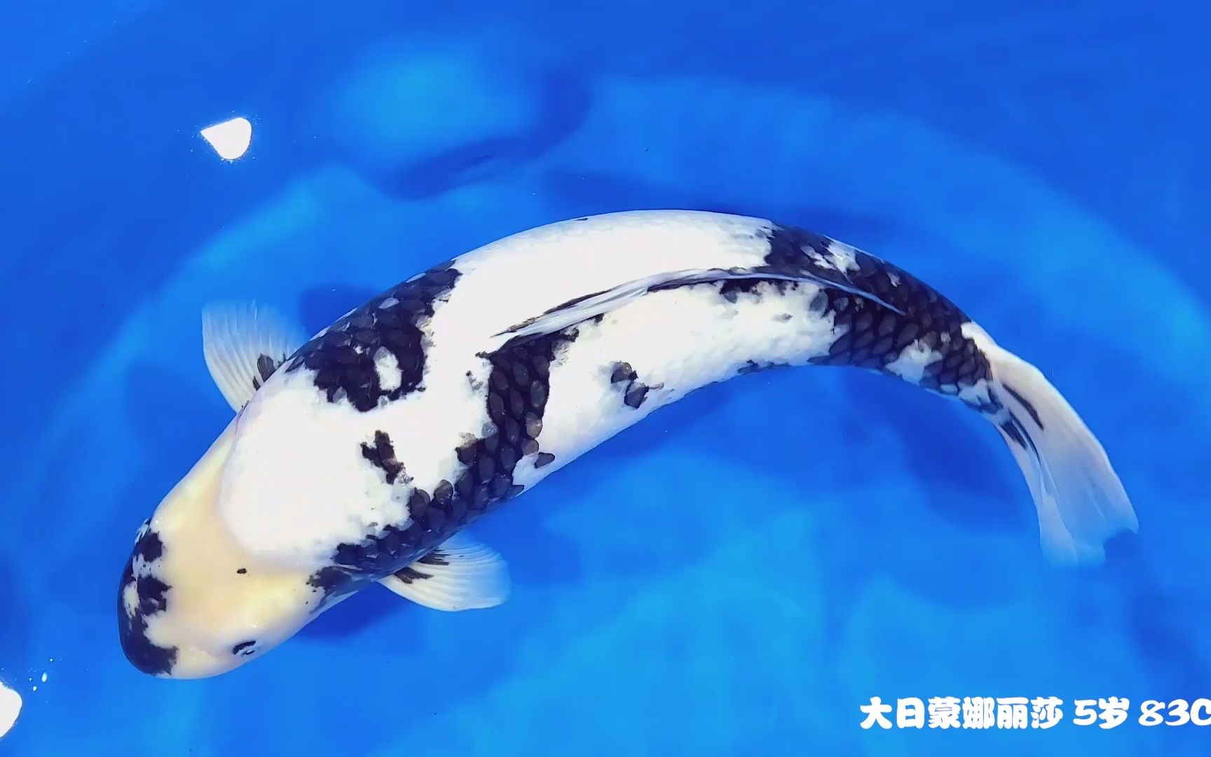 大日蒙娜丽莎 白写锦鲤 5岁 83cm