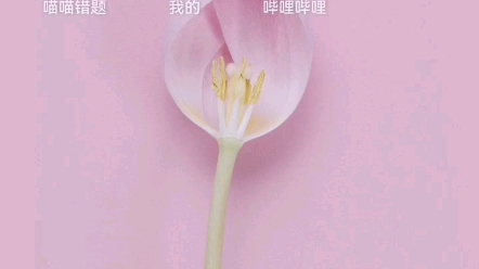 我的图库哔哩哔哩bilibili