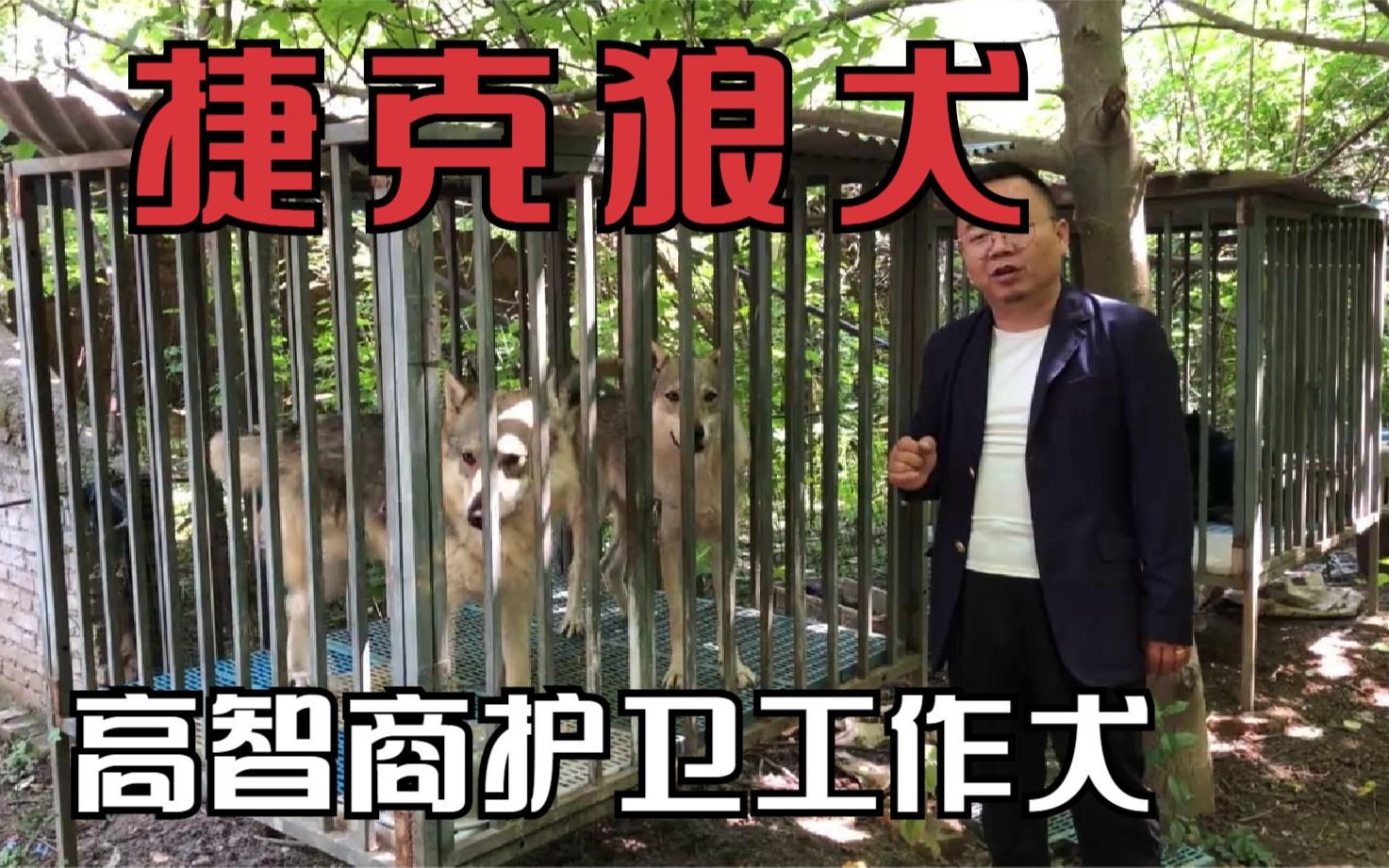 因為長相太像狼被許多國家禁養的捷克狼犬智商高性格穩定的獵犬