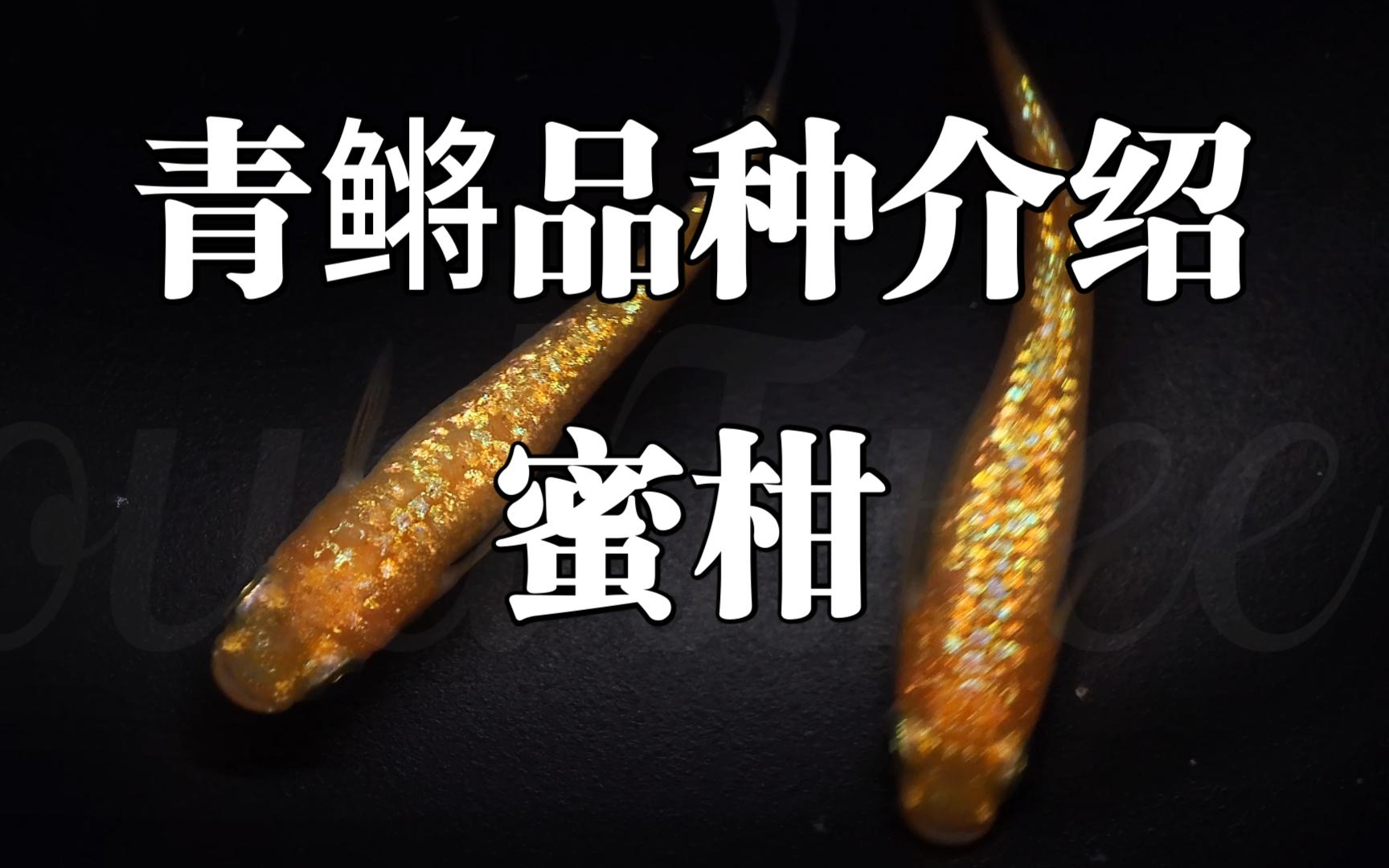 【观背青鳉】品种介绍-蜜柑