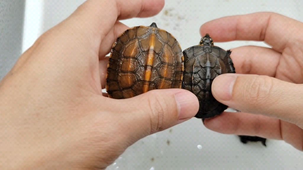 斯里兰卡黑山龟和金边黑山龟,有什么区别?