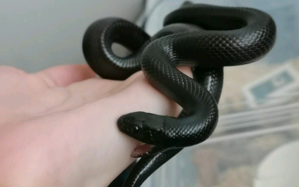 【黑王蛇】就是要咬你再咬你