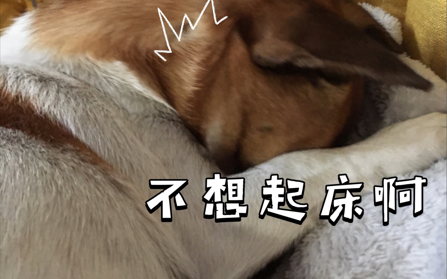 下雨天 狗狗捂着脸不愿起床出门
