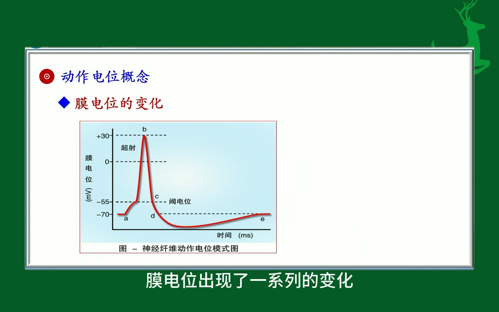 #动作电位#细胞的生物电活动#人体生理学#医学科普#每天学习一点点哔哩哔哩bilibili