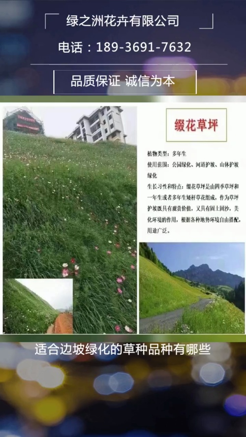 细叶高羊茅草籽批发哔哩哔哩bilibili