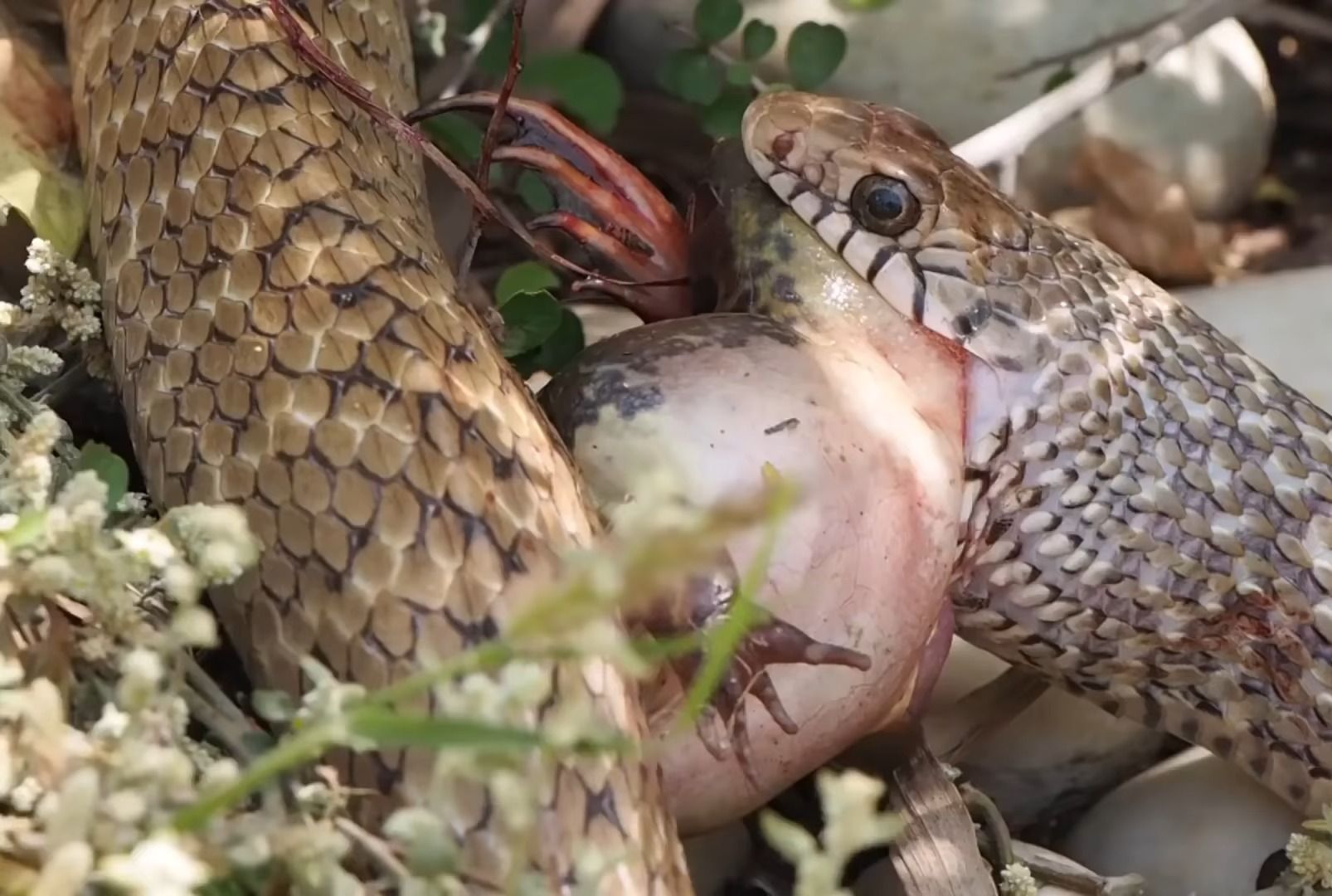 这条是滑鼠蛇吗?
