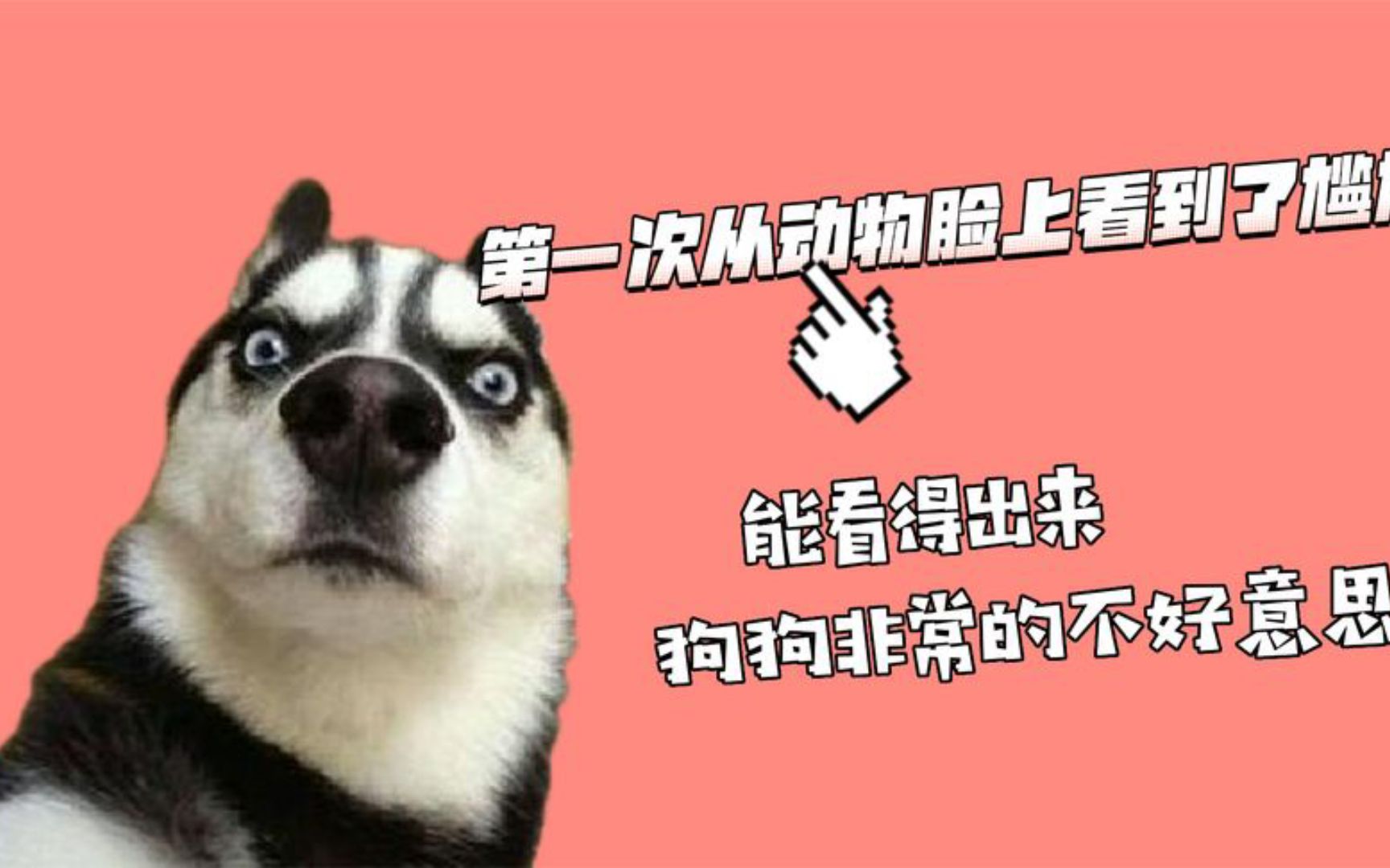 第一次从动物脸上看到了尴尬,看得出来狗狗很不好意思