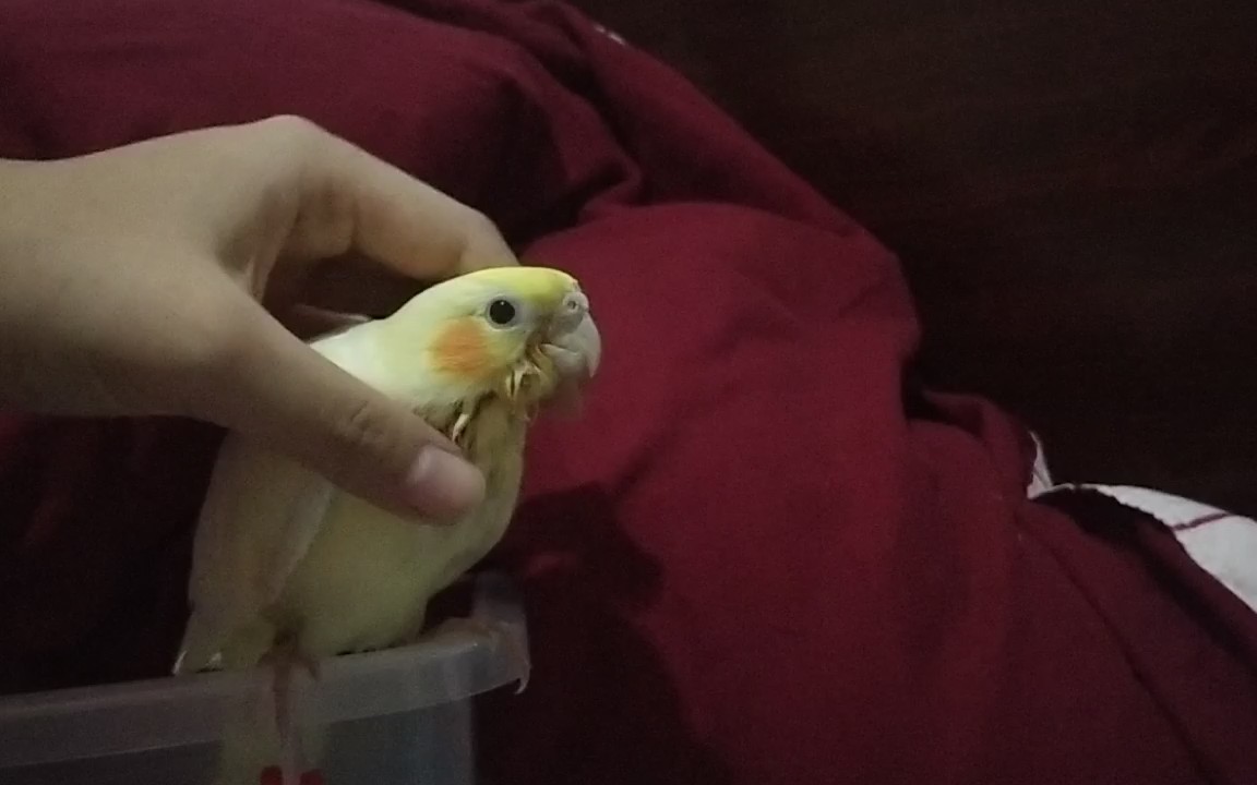 【玄凤鹦鹉】小鸡藏在被子里,叫它还会答应人