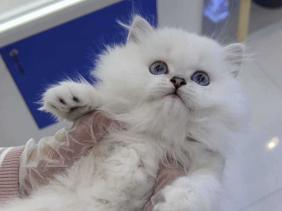 银点拿破仑弟弟,粘人可爱的娃娃脸,上海找家长啦