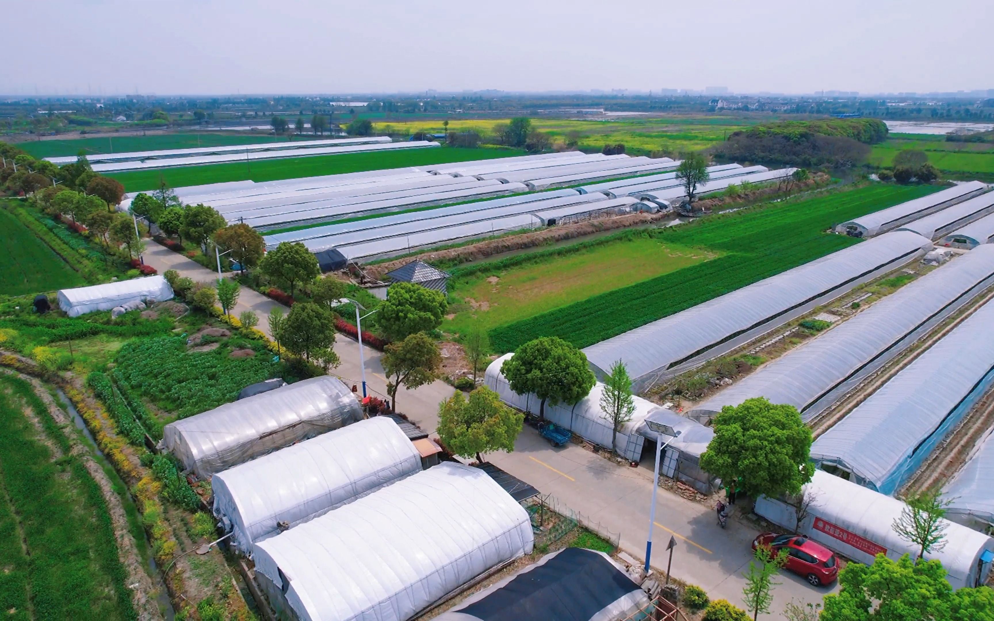 江南水乡丁栅,浙江嘉善乡村景色优美,最美乡村摘小番茄!