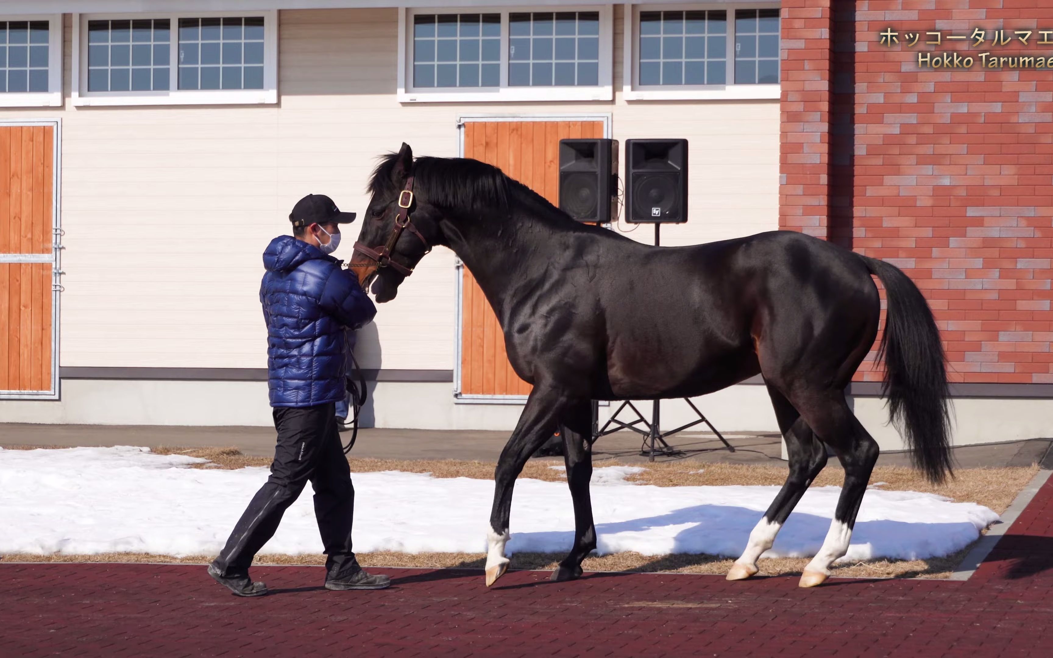 北港火山(ホッコータルマエ) - 优骏ss 2022种马展示
