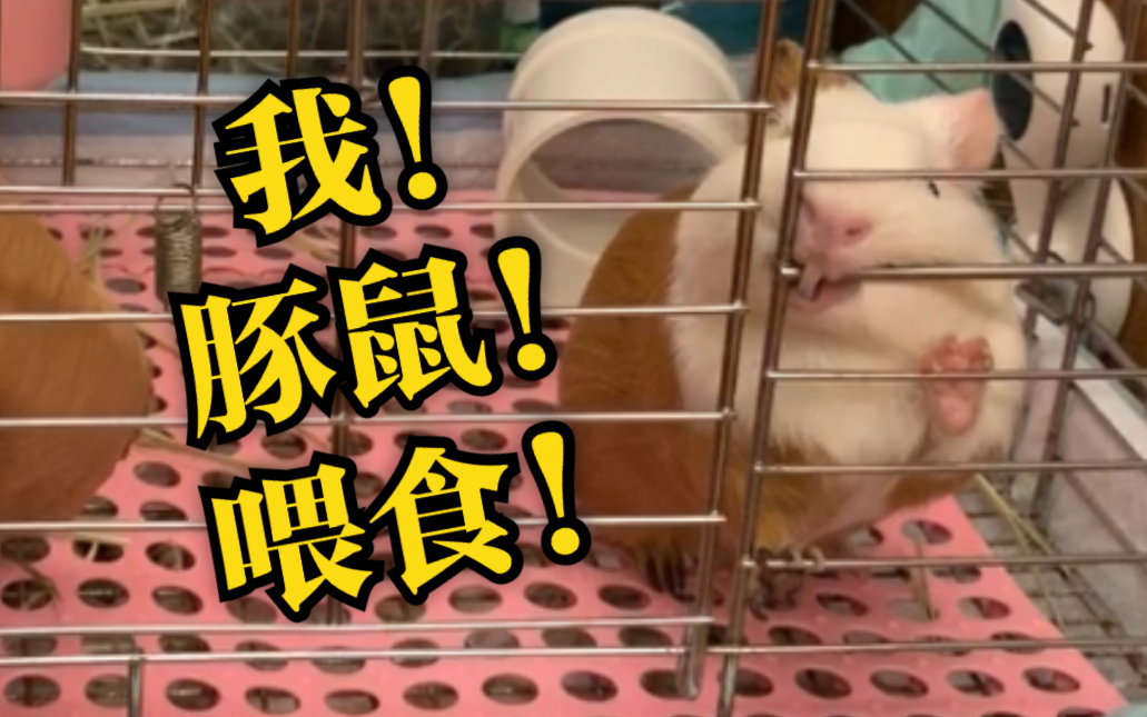 【豚鼠荷兰猪】养豚鼠是种怎样的体验?哔哩哔哩bilibili