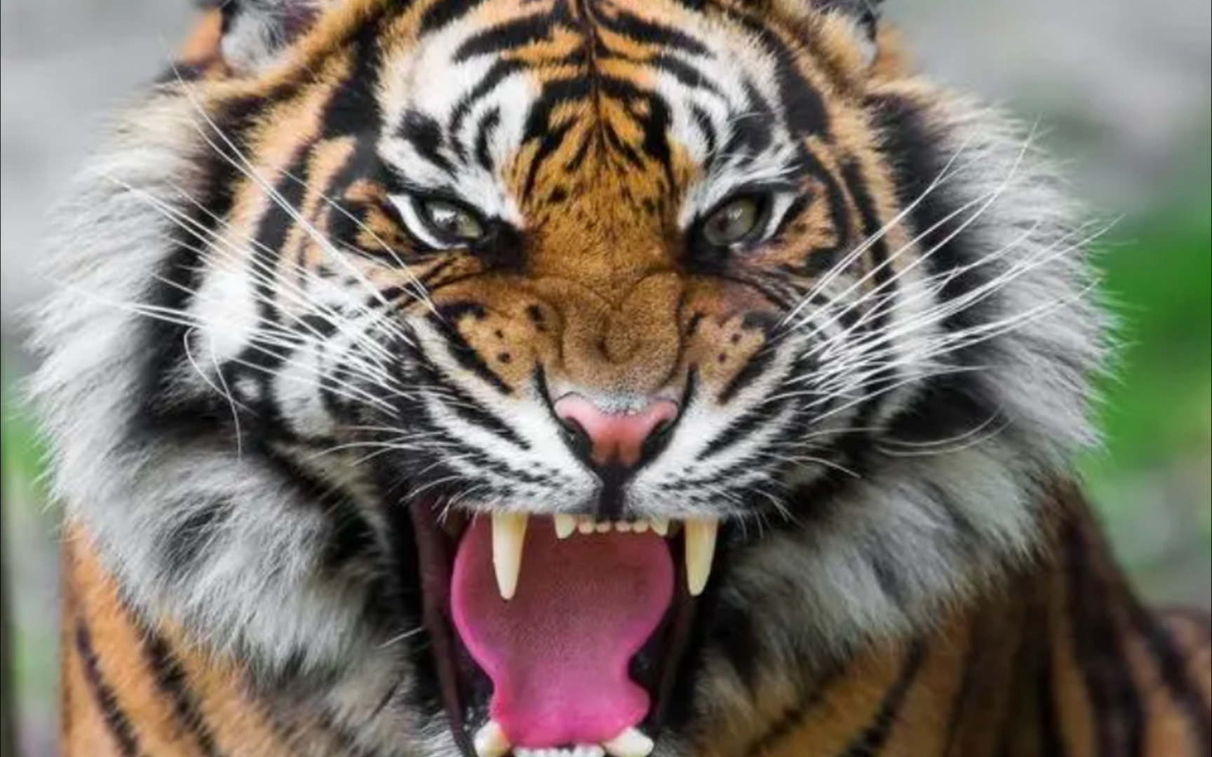 壁纸 动物 虎 老虎 桌面 1728_1080