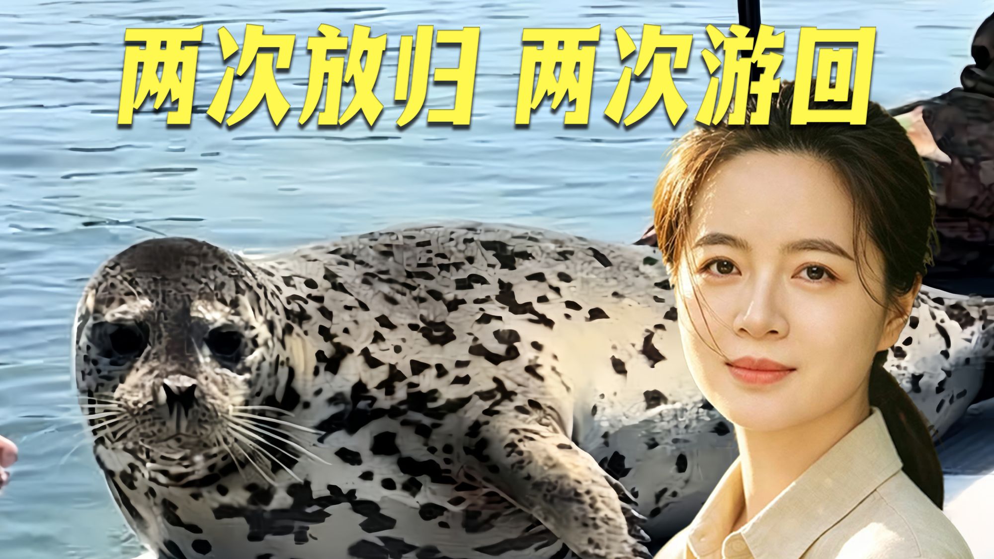 两次放归 两次游回 斑海豹娜娜凭实力拿下 “编制” 动物不会说话 却记得每一份善意
