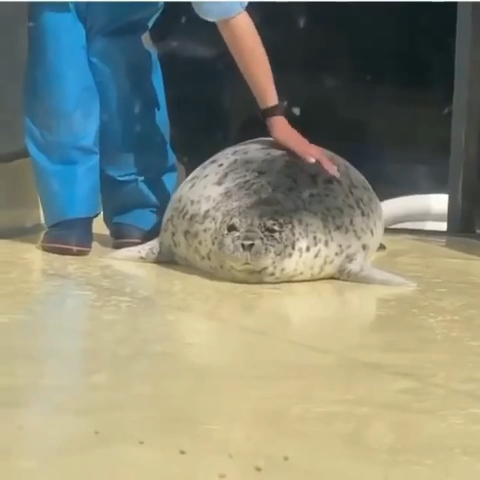 芝麻麻薯大福一样的海豹bouncing