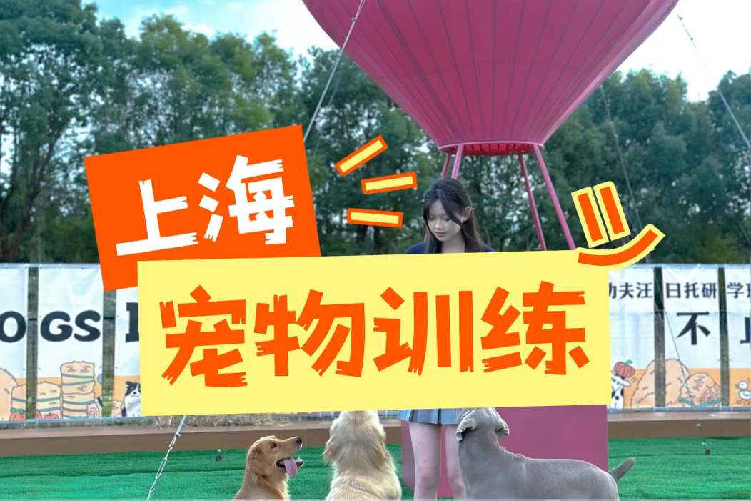 上海训犬学校|狗狗训练价格推荐哔哩哔哩bilibili