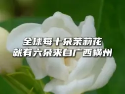 Скачать видео: 好一朵美丽的横州茉莉花，又香又白，全世界夸！