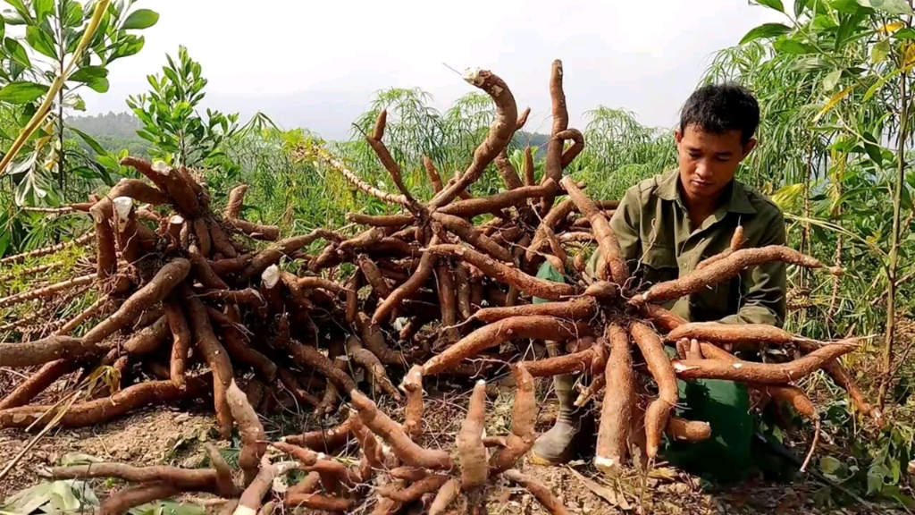 野外生存,男子开荒100亩土地种植木薯,最后的成果让人叹为观止哔哩哔哩bilibili