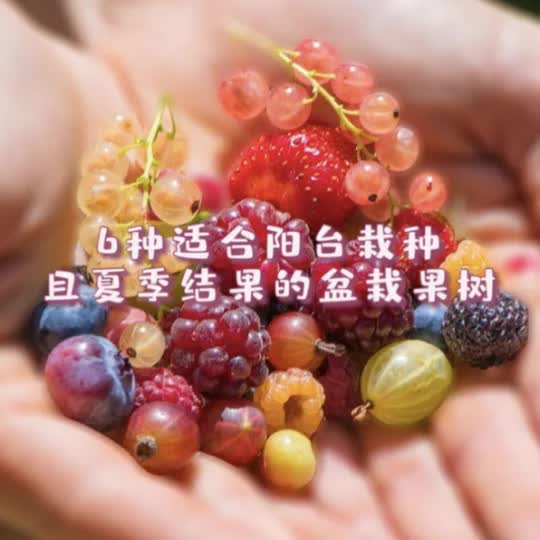 6个可种阳台&夏季结果的盆栽果树 !哔哩哔哩bilibili