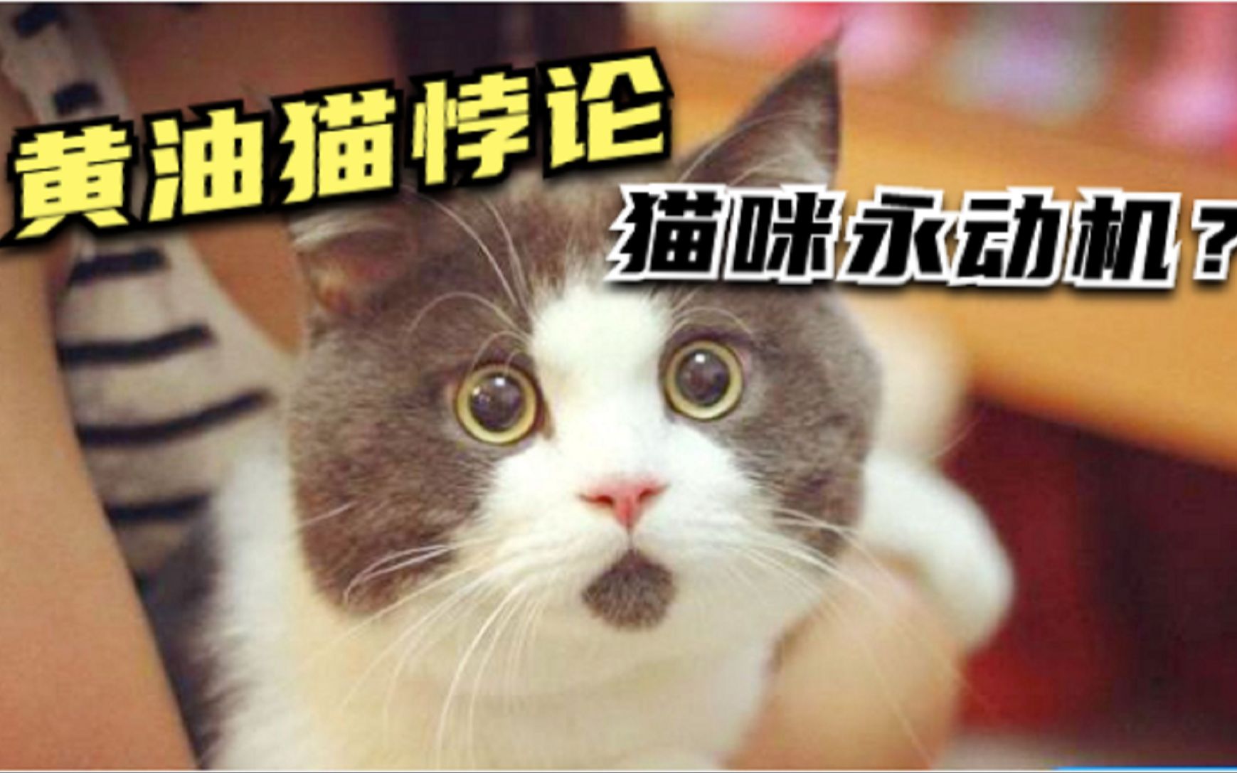 神奇黄油猫悖论!