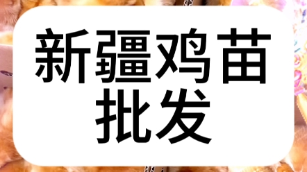 新疆鸡苗,新疆鸡苗批发,新疆鸡苗孵化基地,新疆鸡苗新广901,新疆养鸡,新疆鸡苗活鸡 #肉鸡 #小鸡 #鸡苗 #土鸡 #养殖哔哩哔哩bilibili