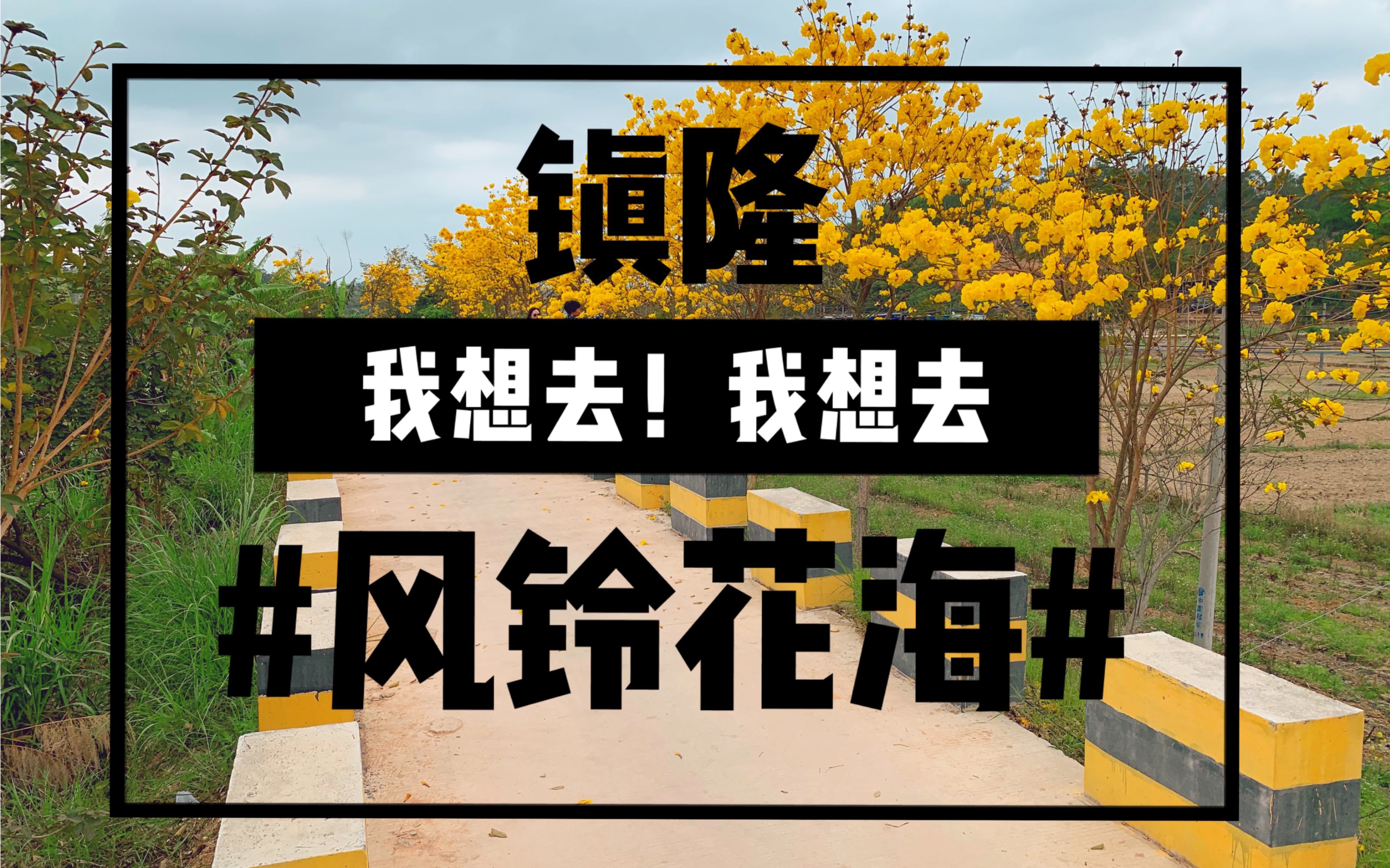 信宜镇隆风铃花海误入花丛中想不到竟然那么漂亮