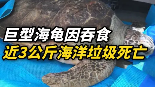 巨型海龟因吞食近3公斤海洋垃圾死亡