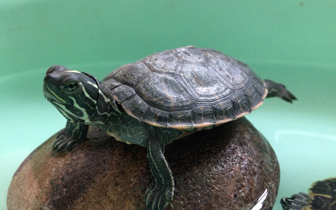 阿拉巴马龟在石头上晒晒背.