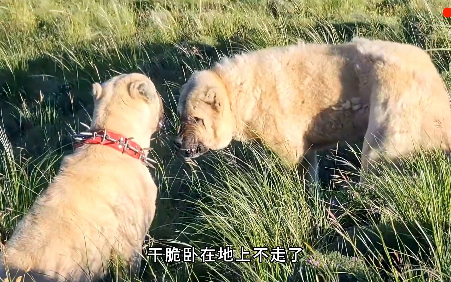 [图]勇敢得砍高犬为了保护受伤的羊，与狼战斗了一晚上，直到被人发现，太感人了