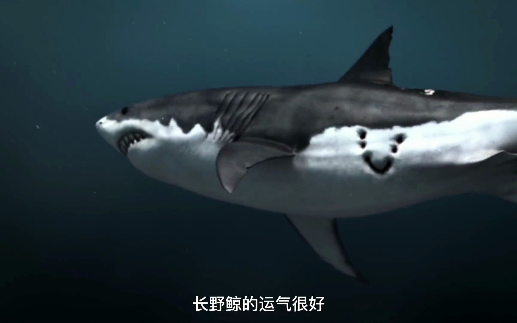 长野鲸大战巨齿鲨——狭路相逢莽夫胜