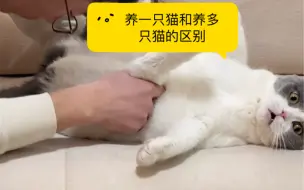 Download Video: 养一只猫和养多只猫的区别