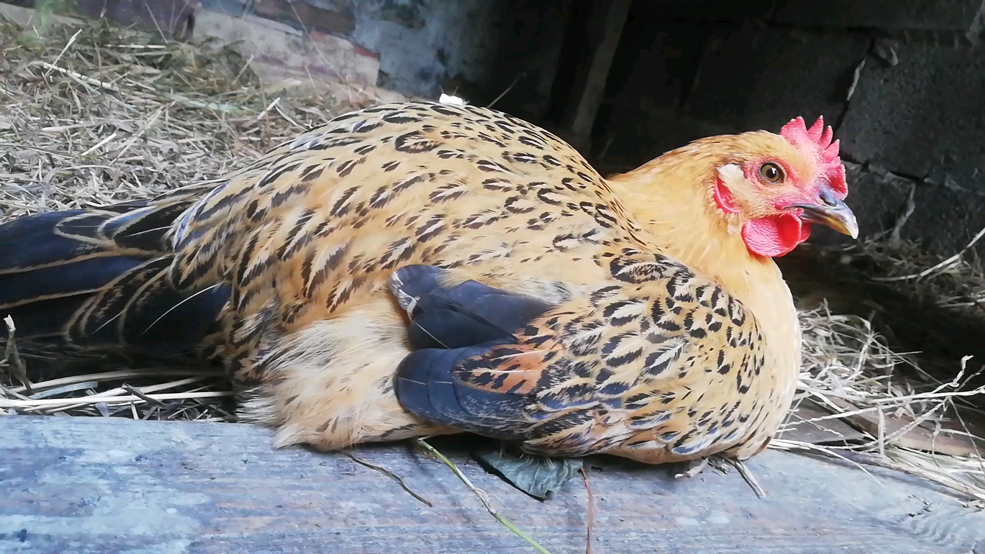 泰然自若的咕咕鸡