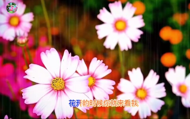 [图]阿宝、张冬玲情歌对唱《花开的时候你就来看你》