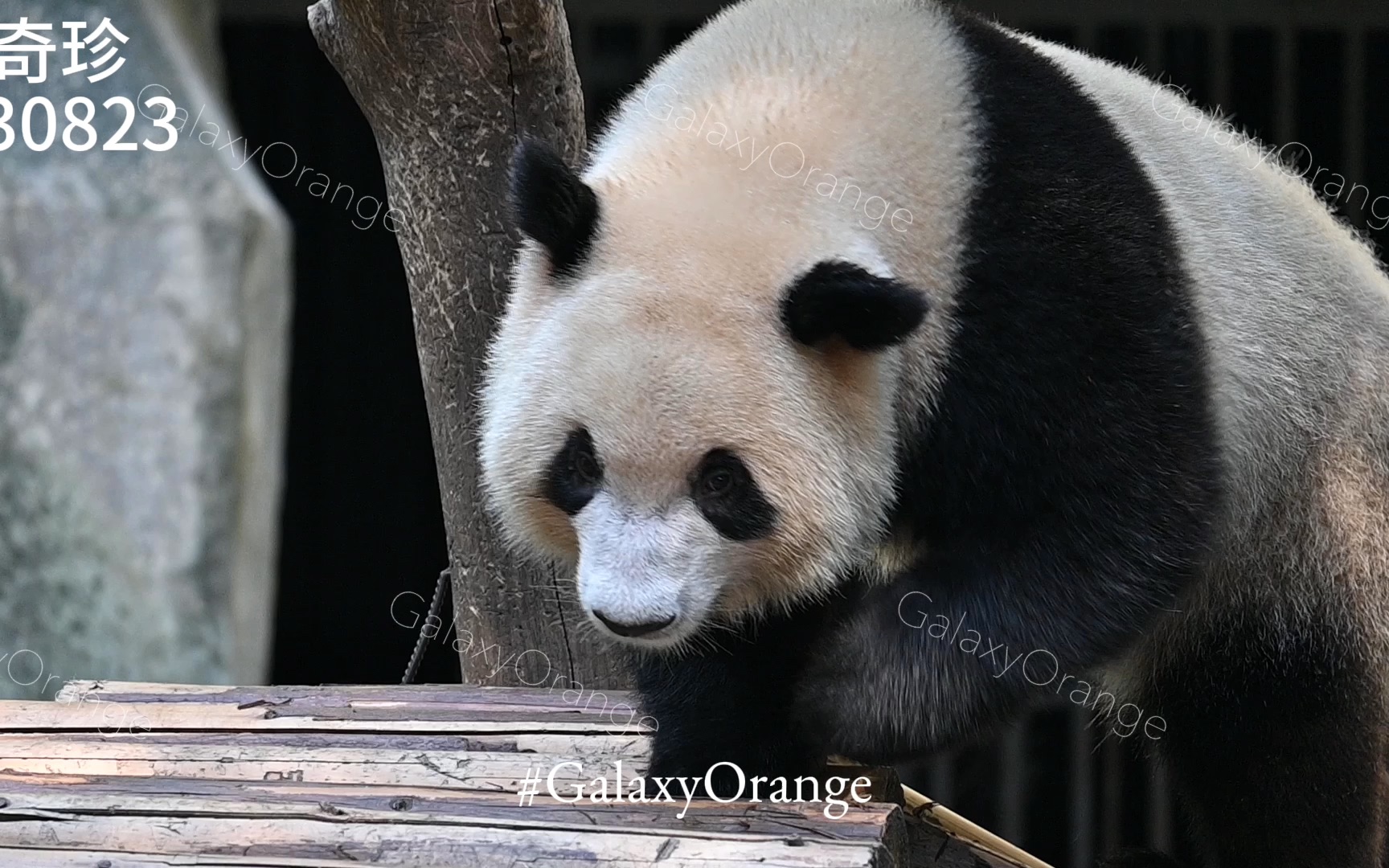 【大熊猫奇珍】230823 珍珍耍梭梭板(重庆动物园)