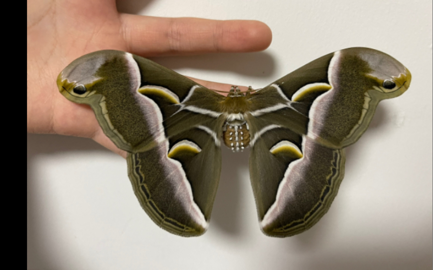 樗蚕蛾近拍(有点糊)